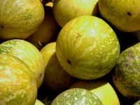 Food Photo 6